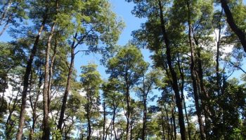 Llancahue es reconocido por la FAO como caso ejemplar de manejo forestal sostenible