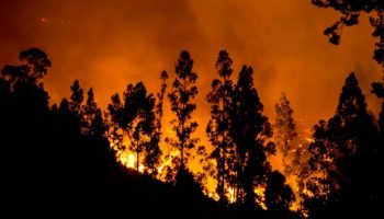 Declaración Pública: Urgencia por Protección de Suelos Post Mega incendios