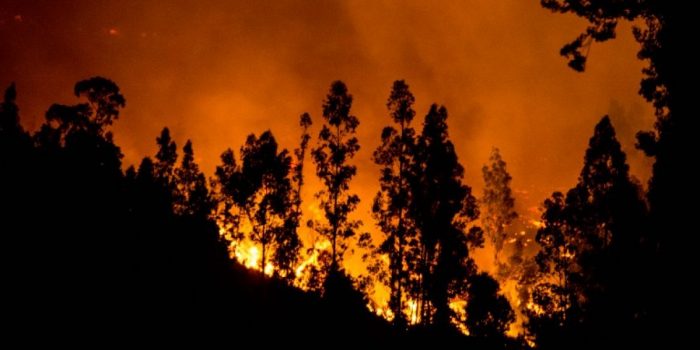 Declaración Pública: Urgencia por Protección de Suelos Post Mega incendios