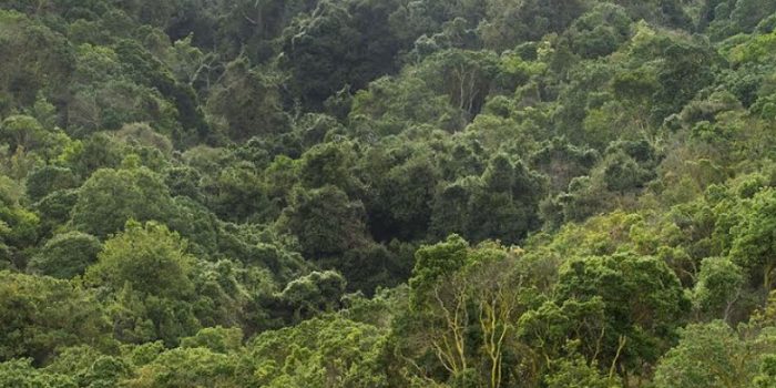 Manejo de los bosques para la mitigación y adaptación al cambio climático