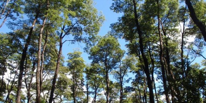 Desde una mirada transdiciplinaria libro de Núcleo TESES aborda problemas de conservación de bosques nativos